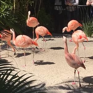 Meet your Posher, Shari